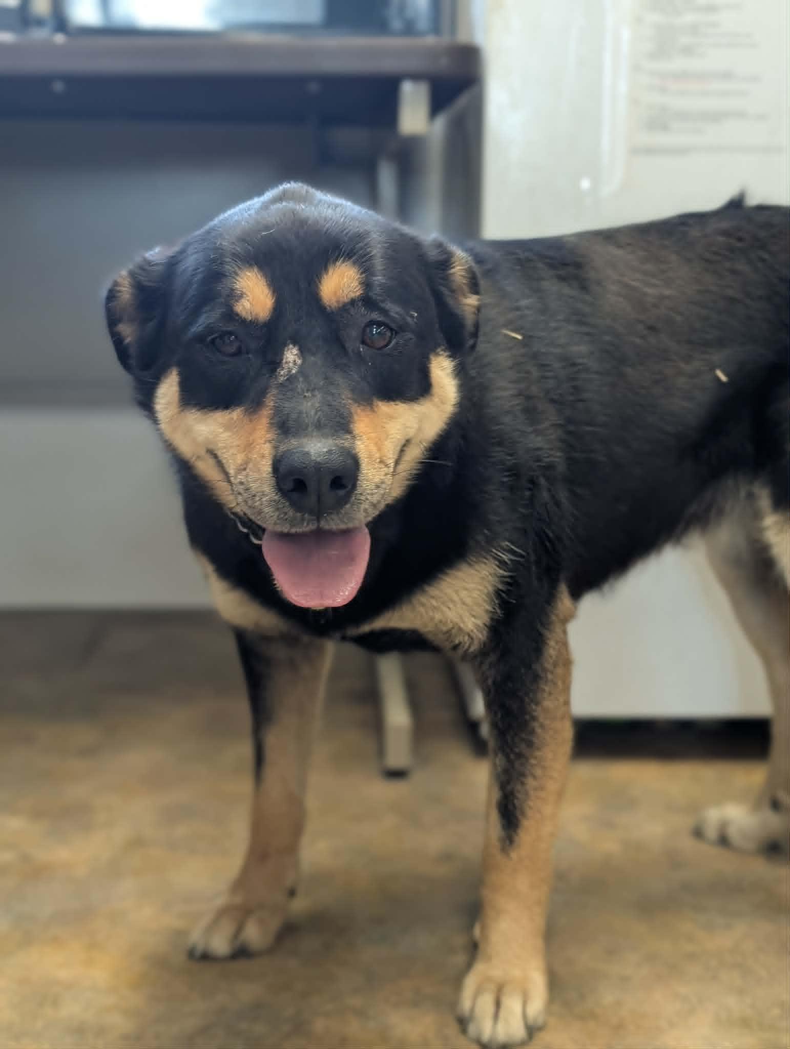 Pepper, a ADOPTABLE mixed breed in Bethel, AK image 2/2