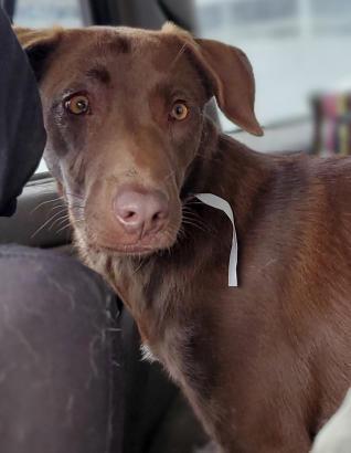 Enlarge Carley, a Adoptable mixed breed in Nokomis, FL image 1/2