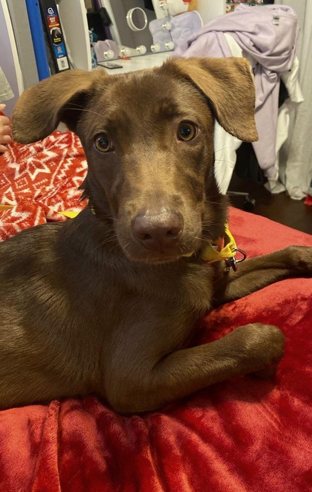 Enlarge Carley, a Adoptable mixed breed in Nokomis, FL image 2/2