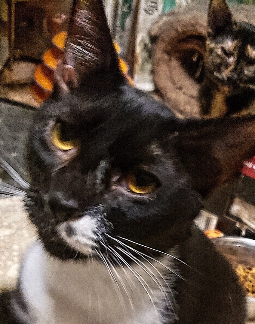 Bebop, Adoptable, Adult Male Tuxedo & Domestic Short Hair.