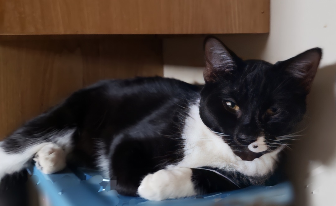 Enlarge Bebop, a Adoptable mixed breed in Winston-Salem, NC image 2/12