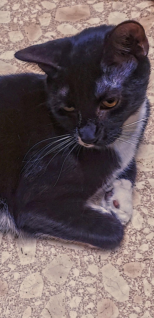 Enlarge Bebop, a Adoptable mixed breed in Winston-Salem, NC image 3/12