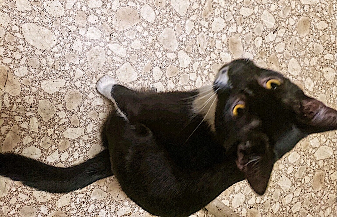 Enlarge Bebop, a Adoptable mixed breed in Winston-Salem, NC image 4/12