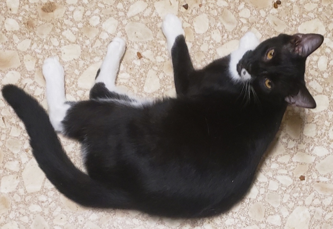 Enlarge Bebop, a Adoptable mixed breed in Winston-Salem, NC image 5/12