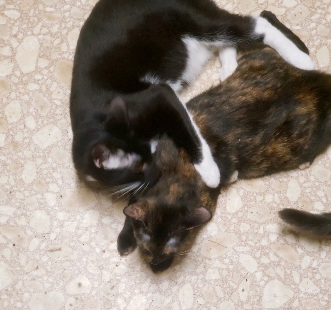 Bebop, Adoptable, Adult Male Tuxedo & Domestic Short Hair.