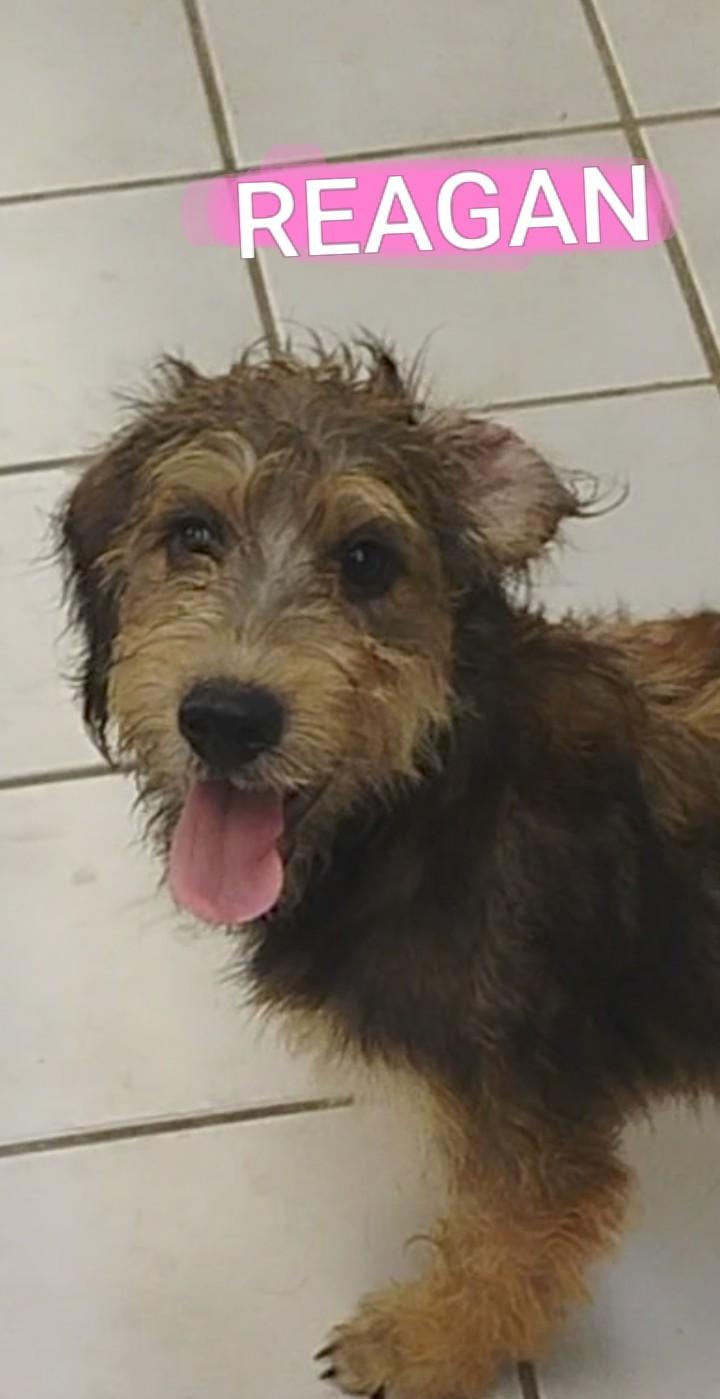 Enlarge REAGAN, a Adoptable mixed breed in Saint Jo, TX image 1/1
