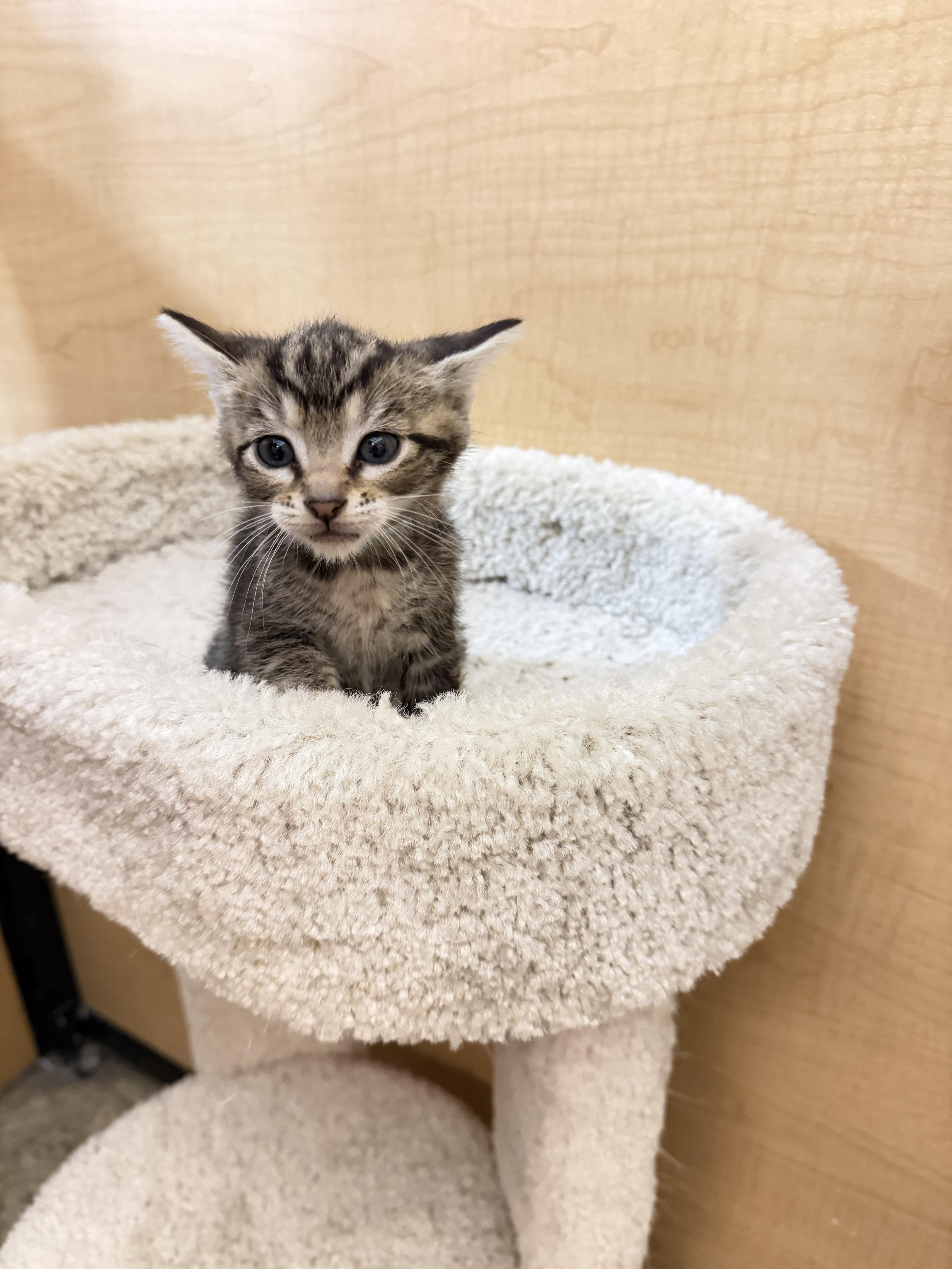 Blitzen, Adopted, Young Male Domestic Short Hair.