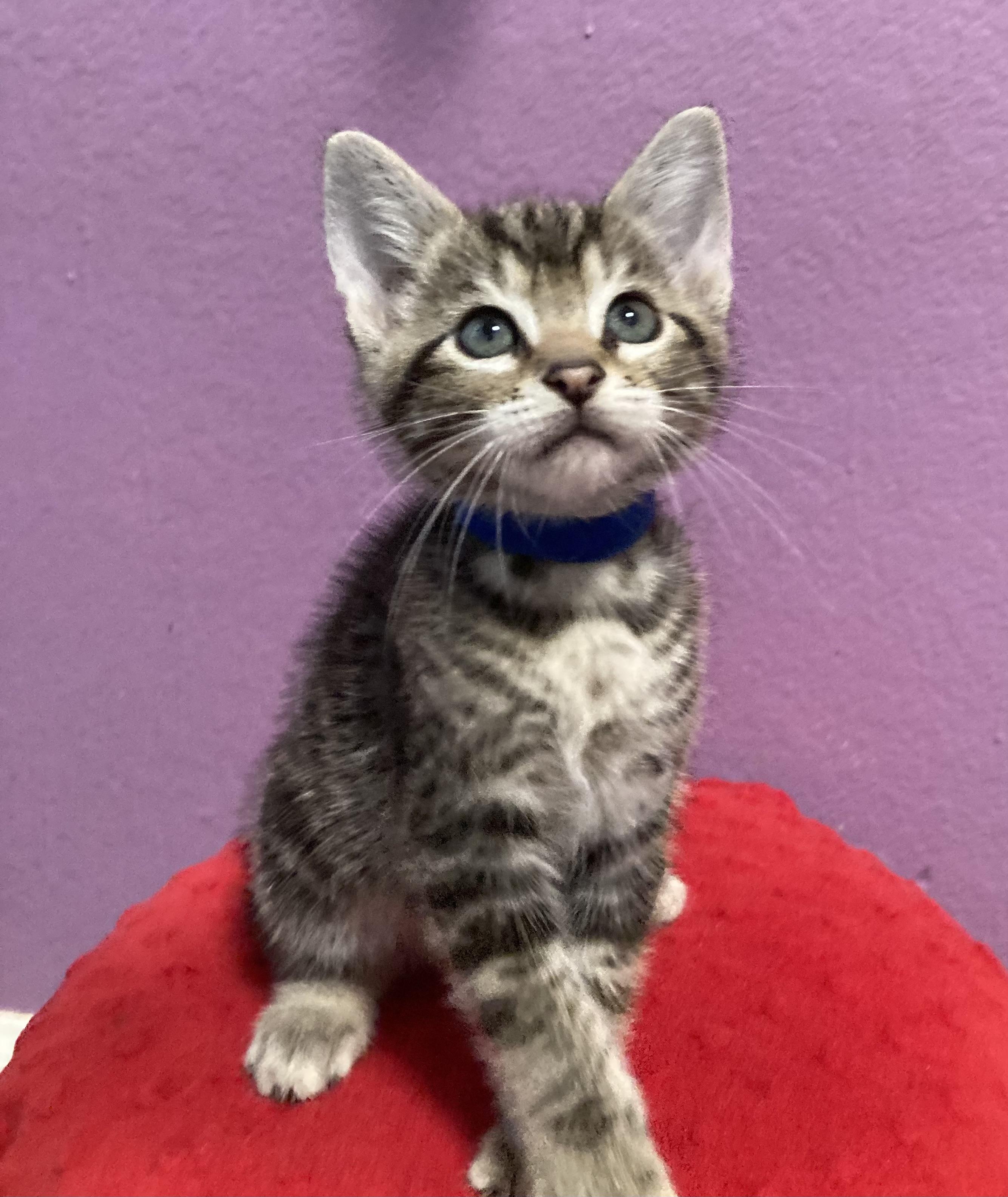 Enlarge Blitzen, a Adopted mixed breed in Dixon, CA image 2/2