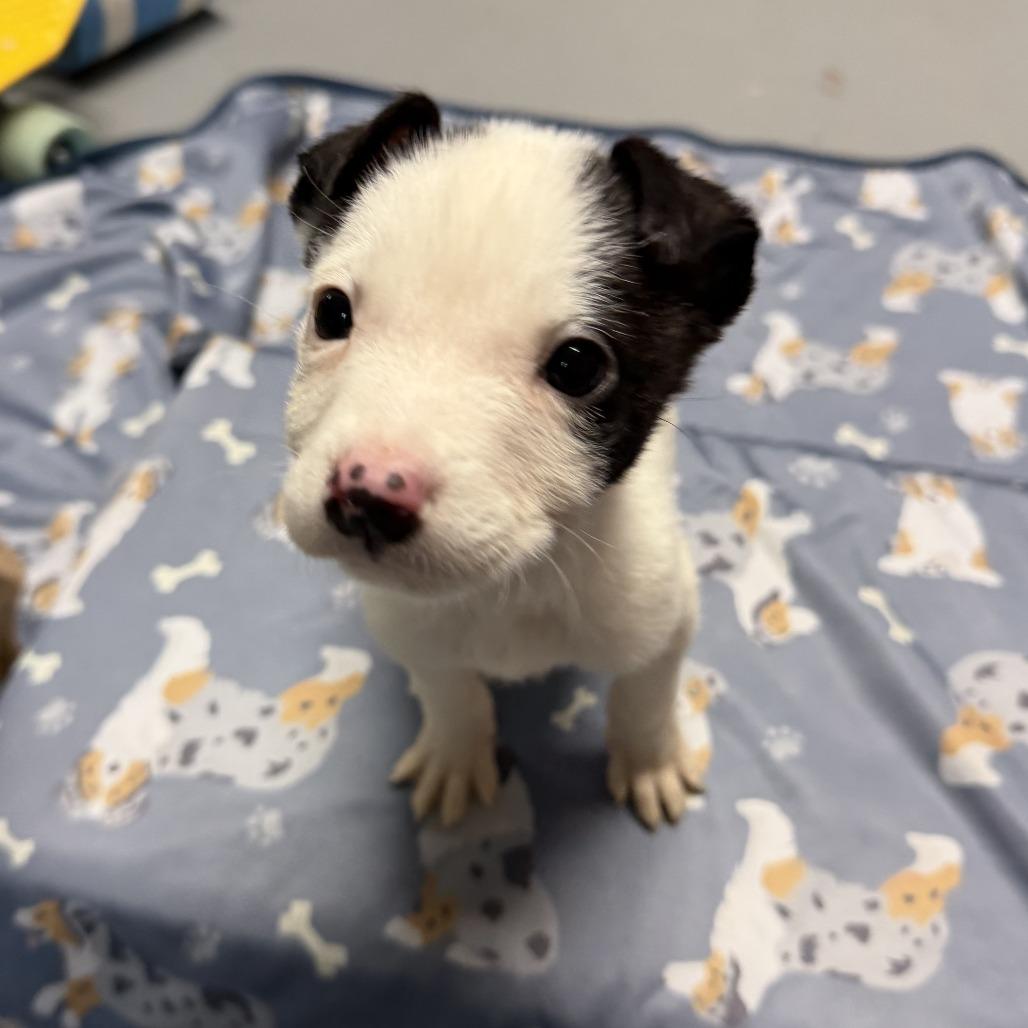NY Freckles (Foster in Brewster NY), Adoptable, Puppy Male Terrier.