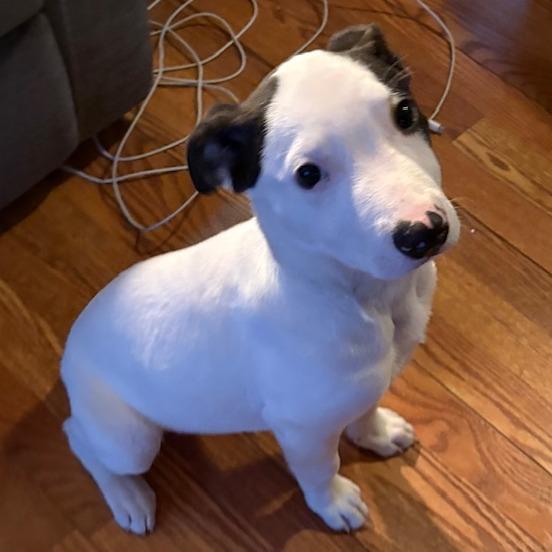 NY Freckles (Foster in Brewster NY), Adoptable, Puppy Male Terrier.