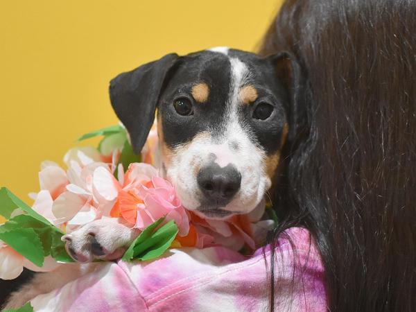Enlarge Sahale, a Adoptable mixed breed in Portland, OR image 1/1