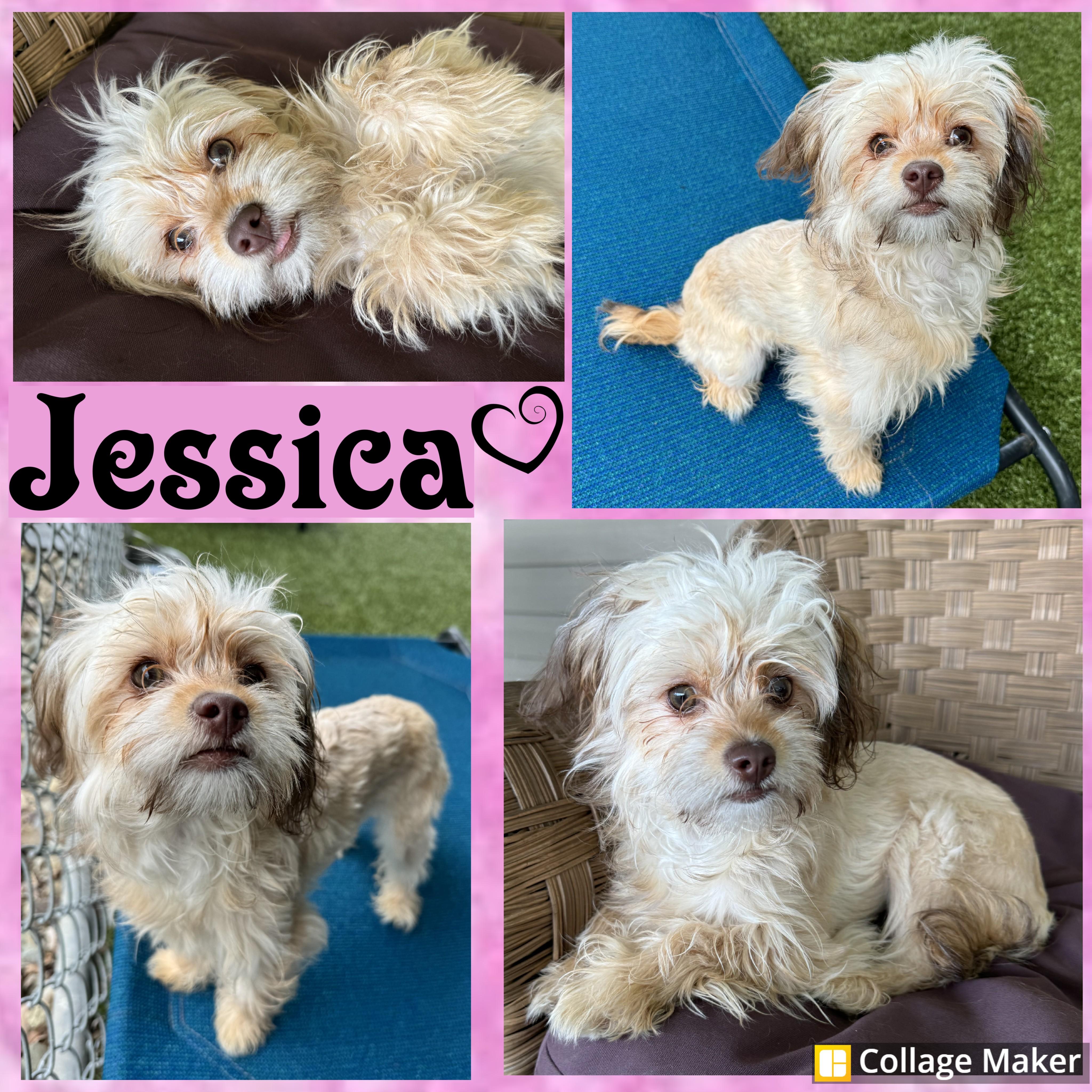 Jessica, adopted, Young Female Yorkshire Terrier.