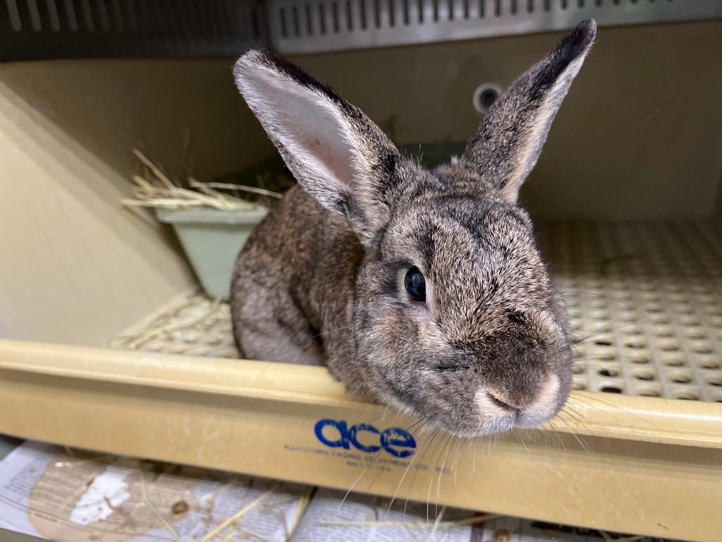 Enlarge Peanut 2, a Adoptable Bunny Rabbit in Pflugerville, TX image 1/1