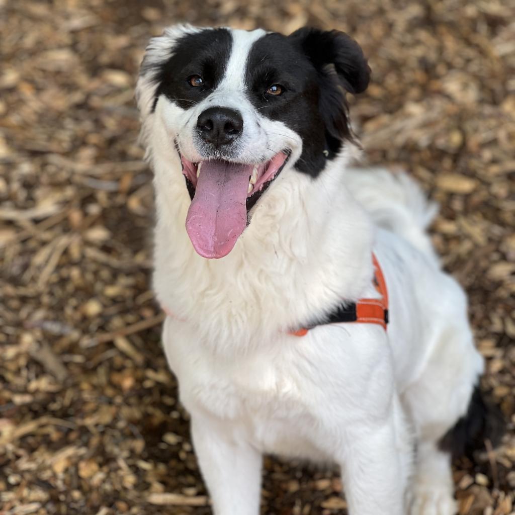 Pelican, Adoptable, Adult Male Border Collie & Mixed Breed.