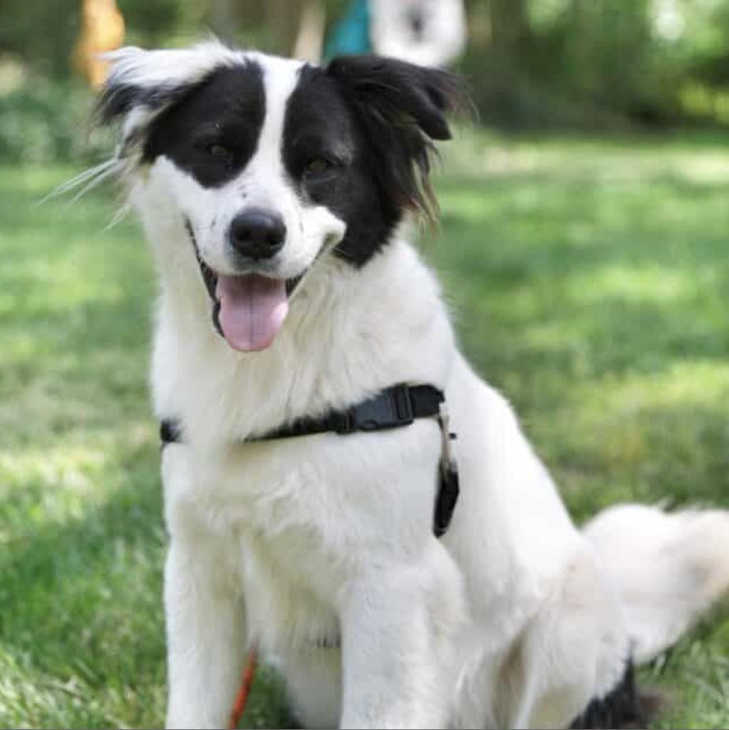 Enlarge Pelican, a Adoptable mixed breed in Aldie, VA image 2/6