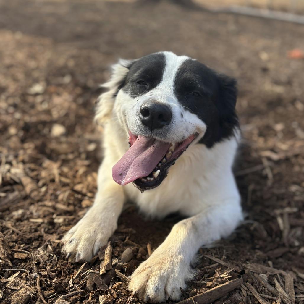 Enlarge Pelican, a Adoptable mixed breed in Aldie, VA image 3/6