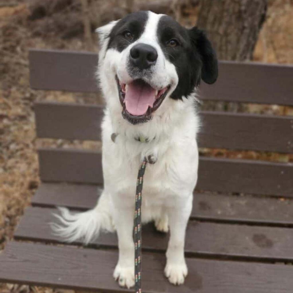 Enlarge Pelican, a Adoptable mixed breed in Aldie, VA image 4/6