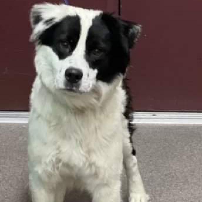 Pelican, Adoptable, Adult Male Border Collie & Mixed Breed.