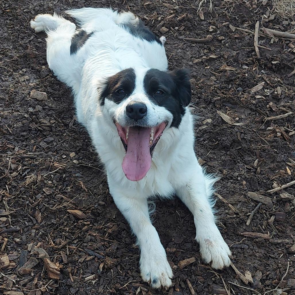 Enlarge Pelican, a Adoptable mixed breed in Aldie, VA image 5/6