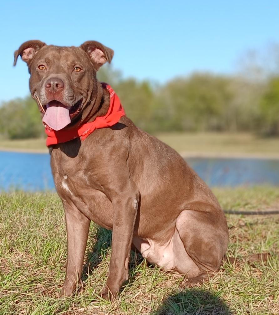 Brownie - Loves to play Fetch! (OR-3562411), Adoptable, Young Male Chocolate Labrador Retriever.