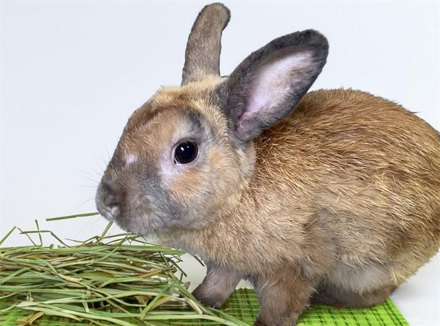 GILBERT, Adoptable, Adult Male Bunny Rabbit.