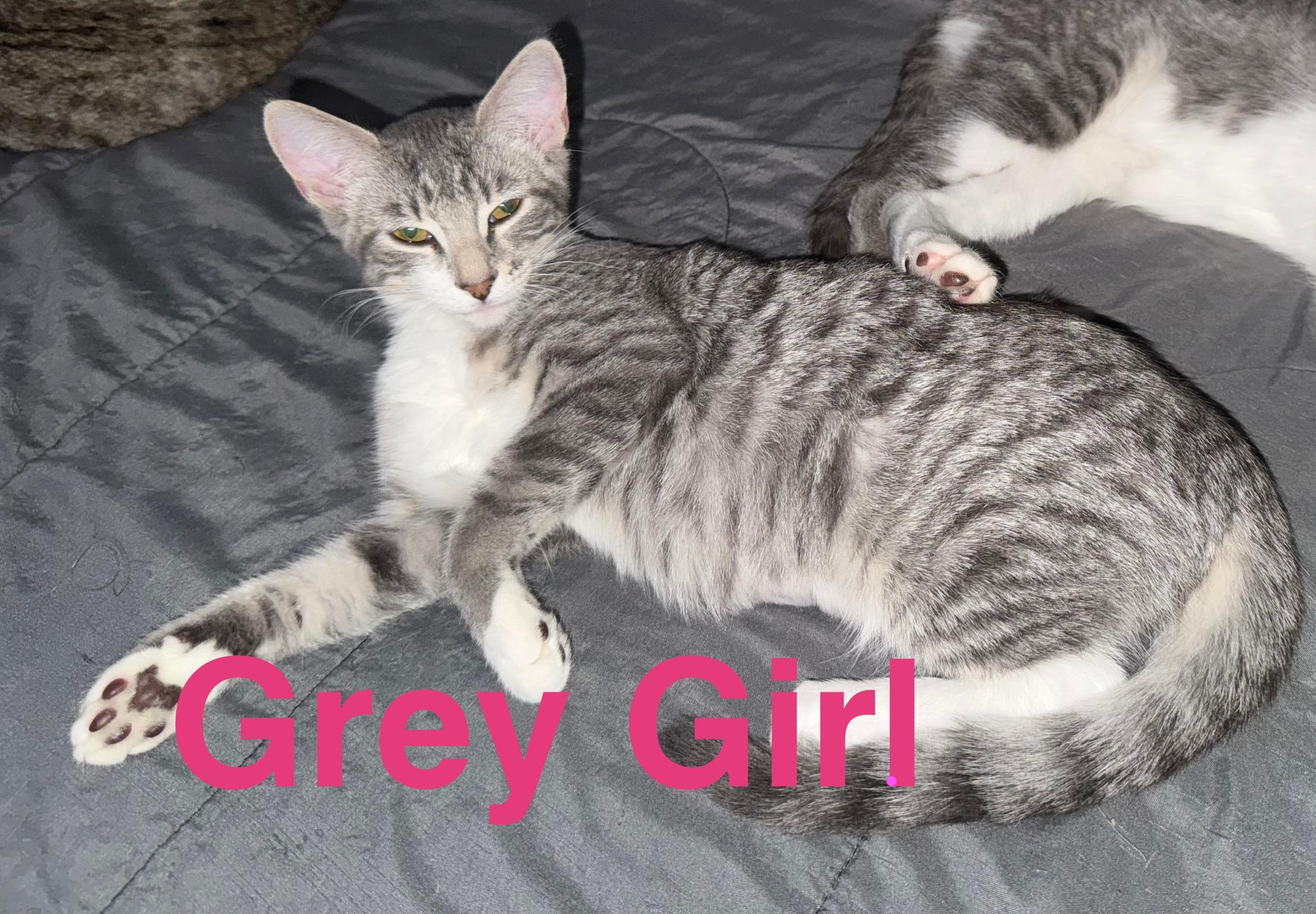 GREY GIRL, an adoptable Tabby in Lawton, OK, 73502 | Photo Image 1