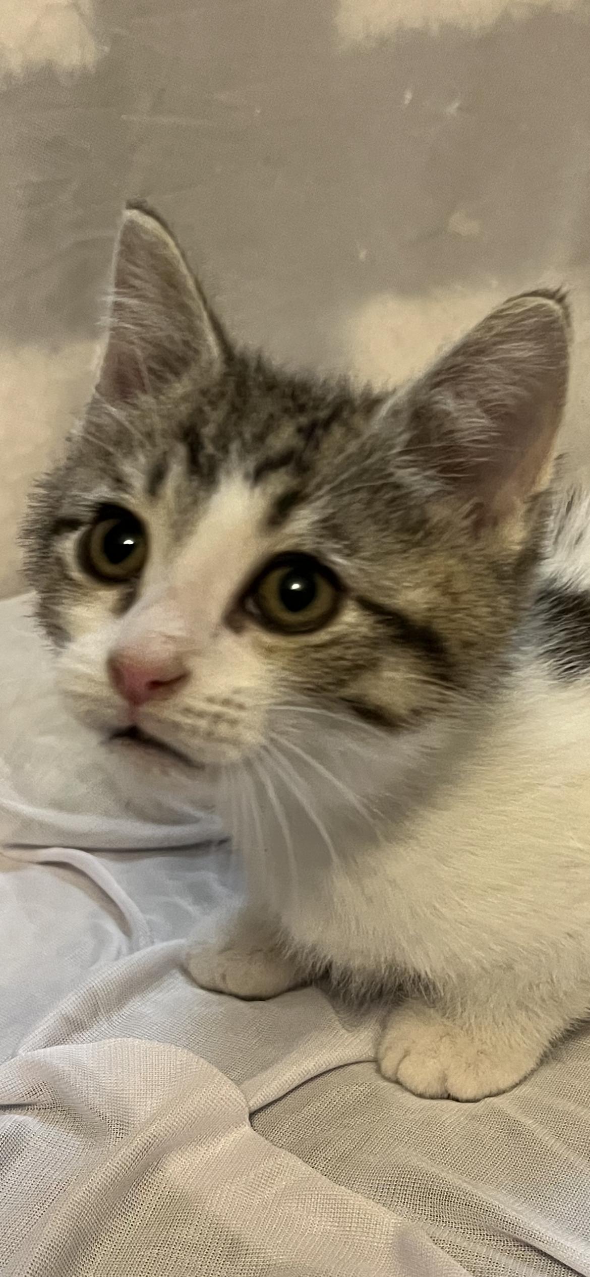 Enlarge Felony, a Adoptable Domestic Short Hair in Connelly Springs, NC image 3/3