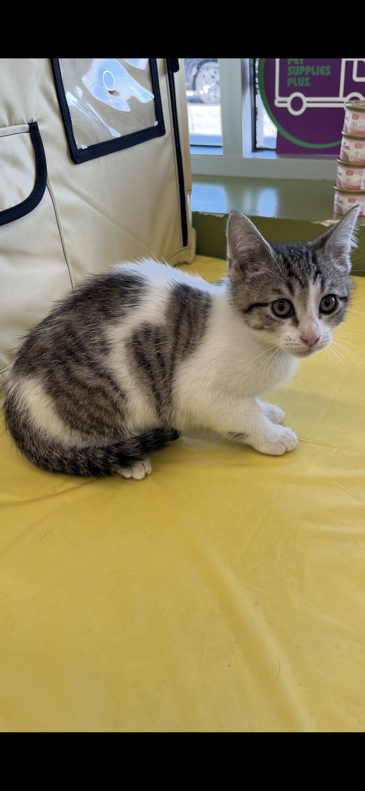 Enlarge Felony, a Adoptable Domestic Short Hair in Connelly Springs, NC image 2/3