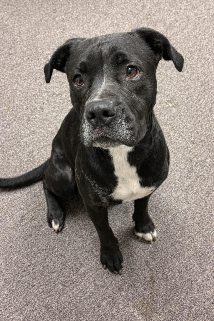 Enlarge Darla, a Adoptable mixed breed in Red Oak, TX image 1/1