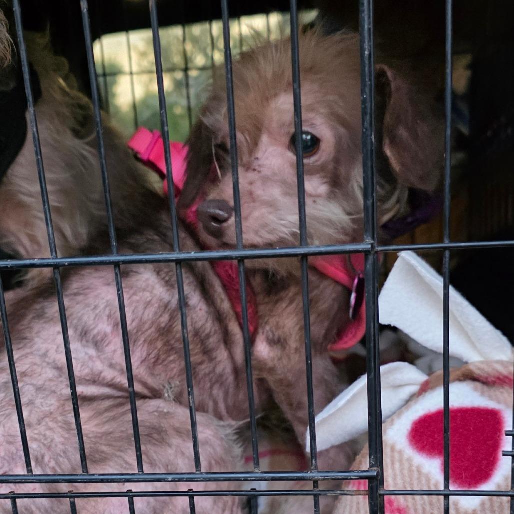 Miriam, Adoptable, Adult Female Wirehaired Terrier.