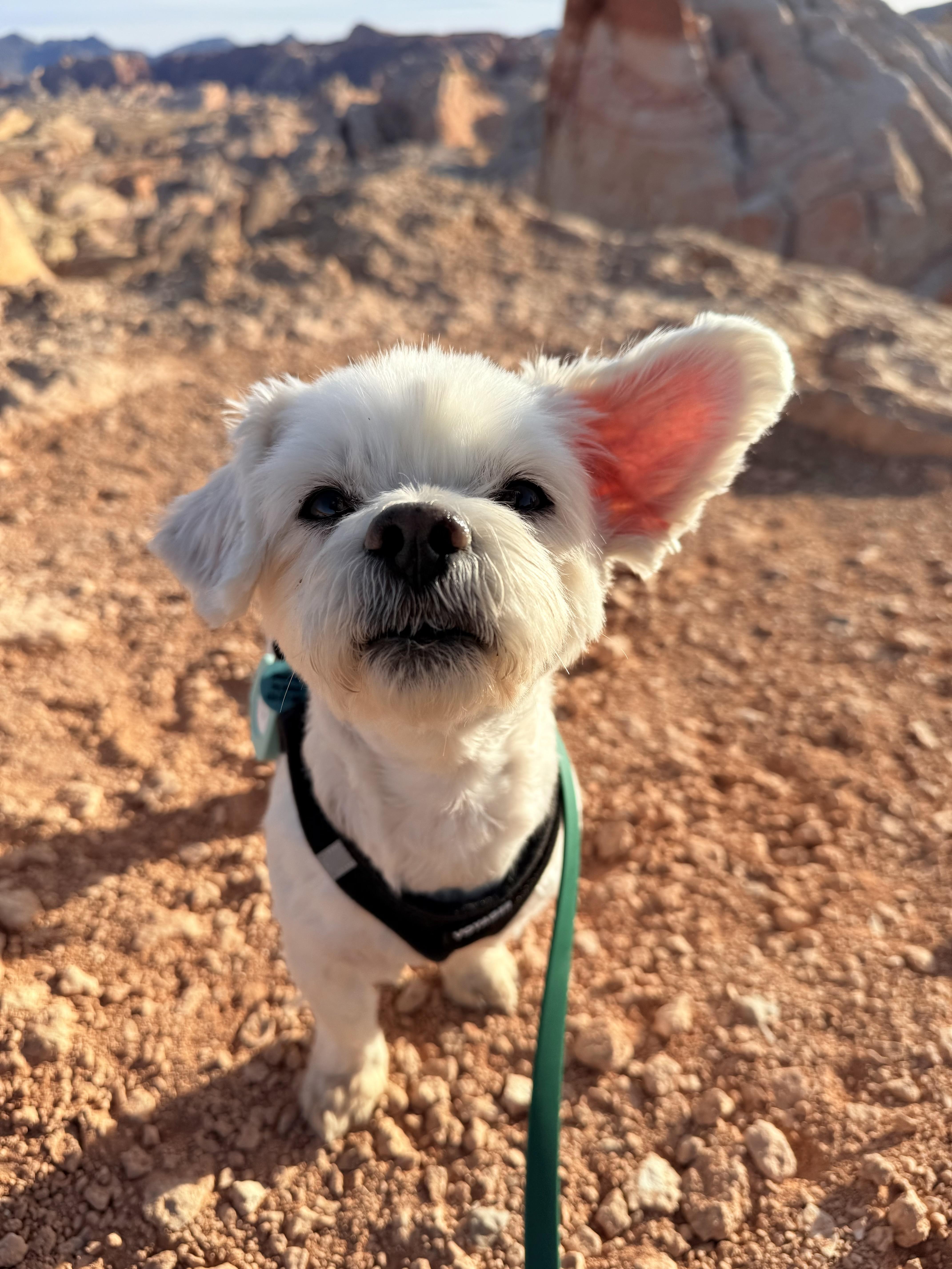 Dobby photo 4