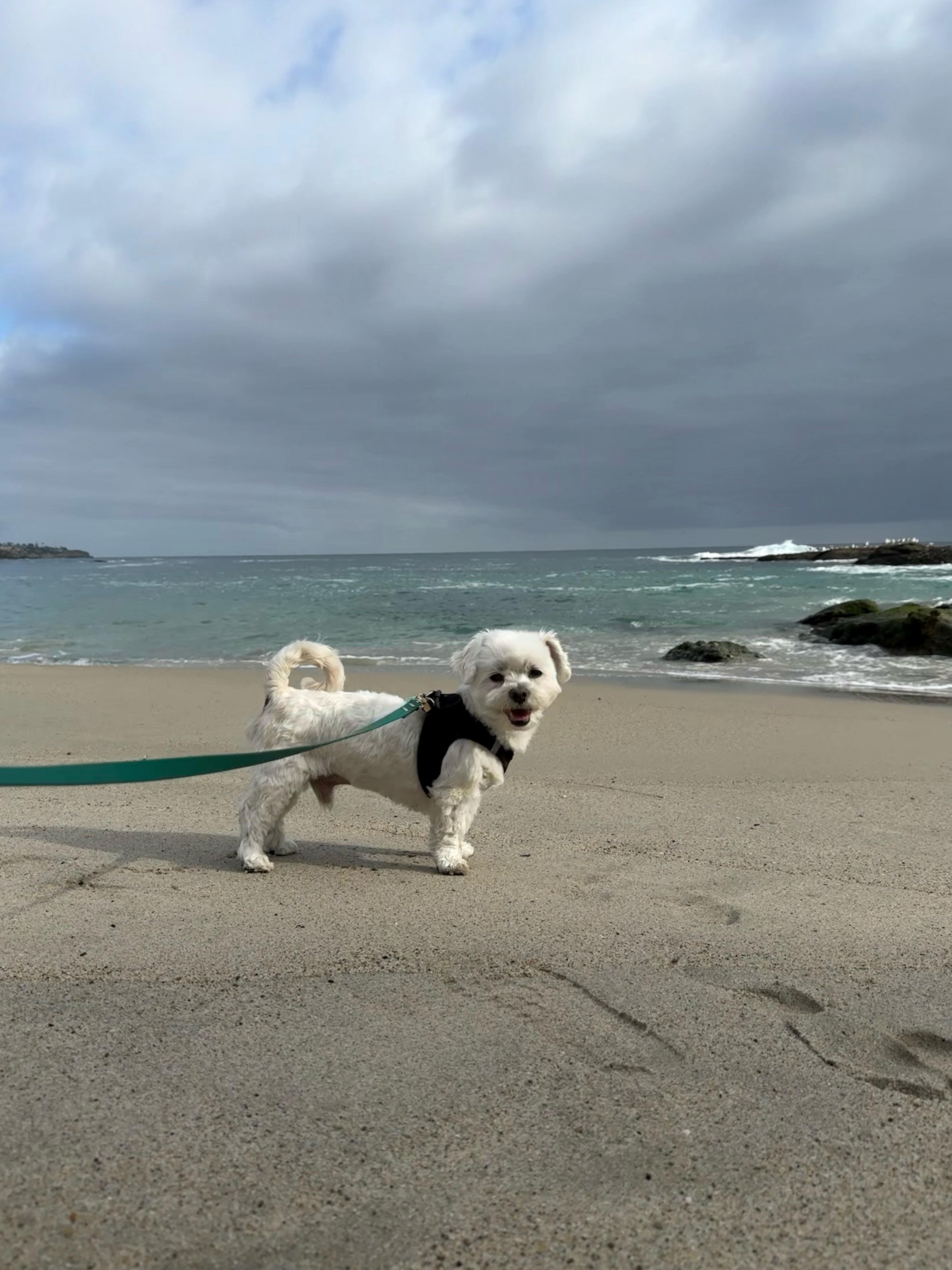 Dobby photo 3
