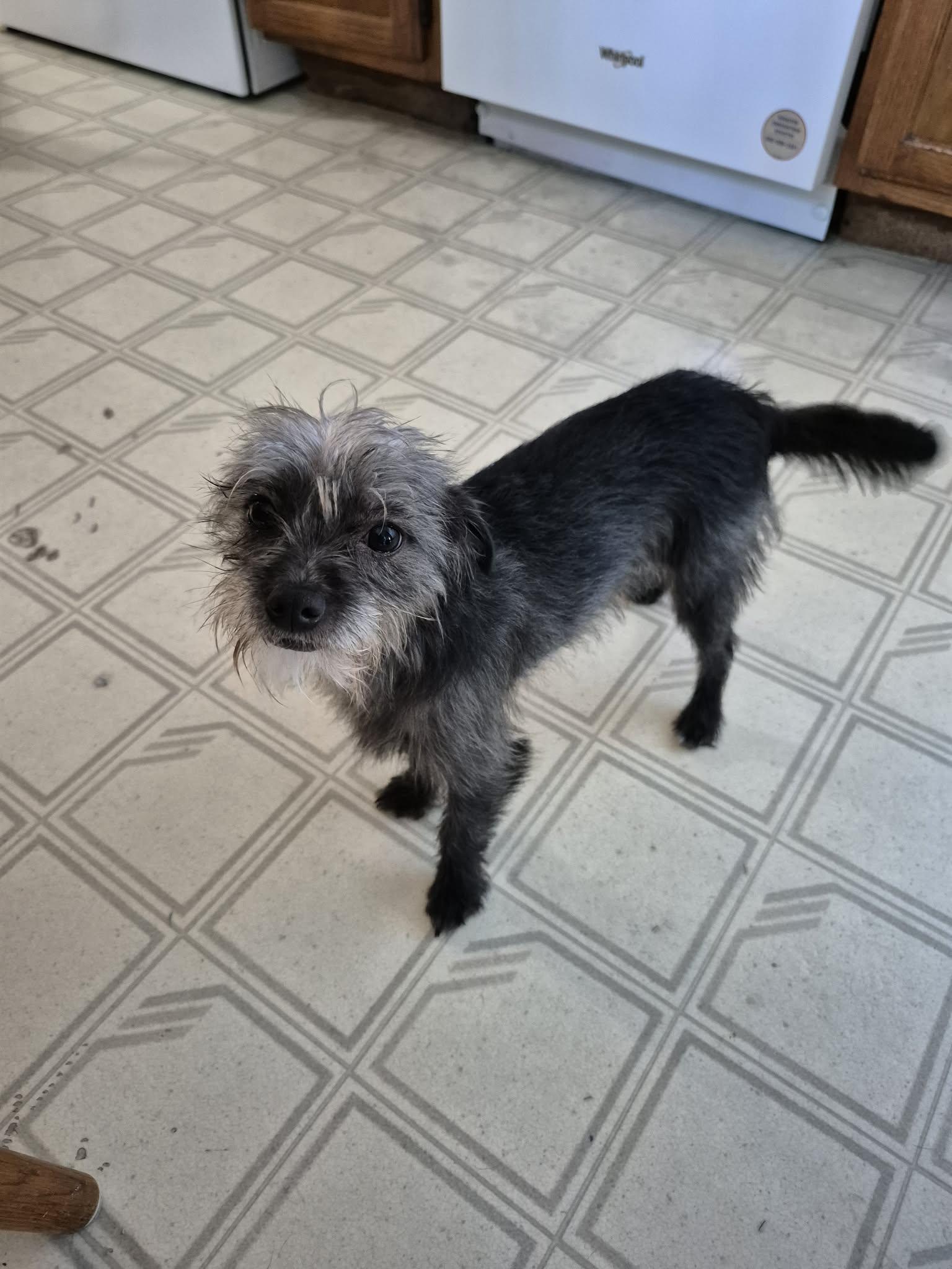 Taco, ADOPTABLE, Puppy Male Chihuahua & Miniature Poodle.