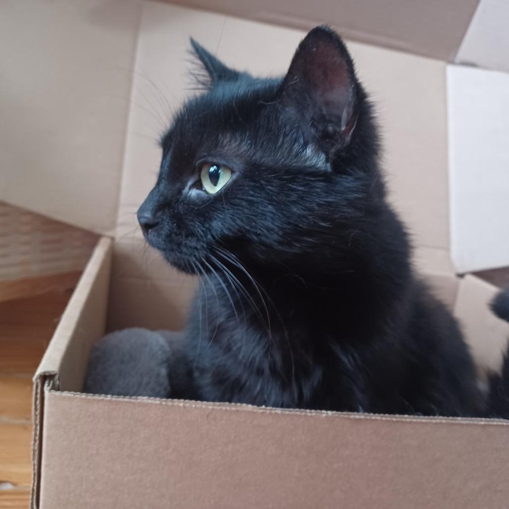 Crepe, a Adoptable Domestic Short Hair in Evanston, IL image 1/6
