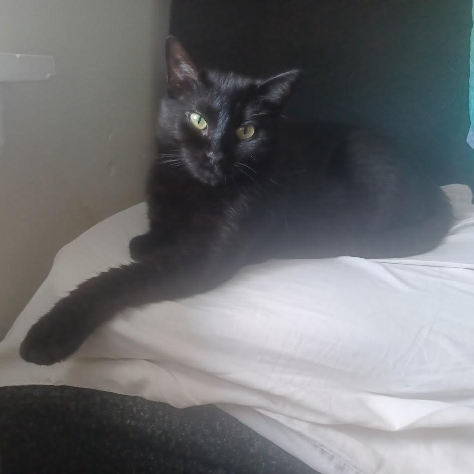Crepe, a Adoptable Domestic Short Hair in Evanston, IL image 2/6