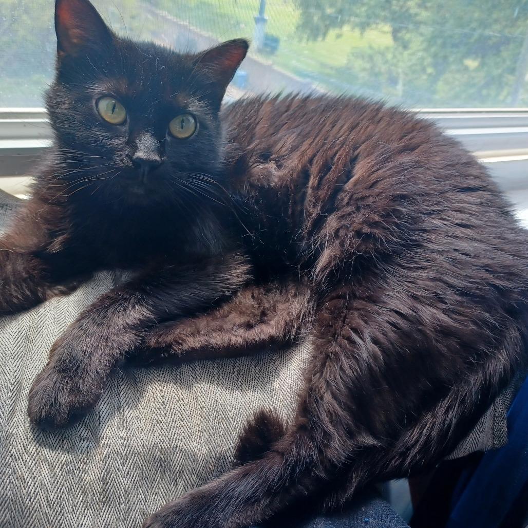 Crepe, a Adoptable Domestic Short Hair in Evanston, IL image 3/6