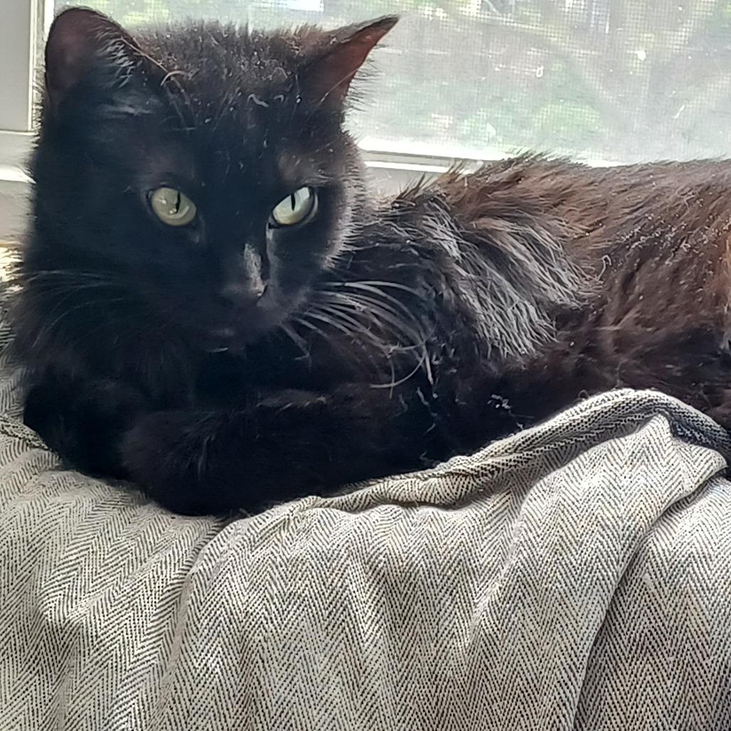 Crepe, a Adoptable Domestic Short Hair in Evanston, IL image 4/6
