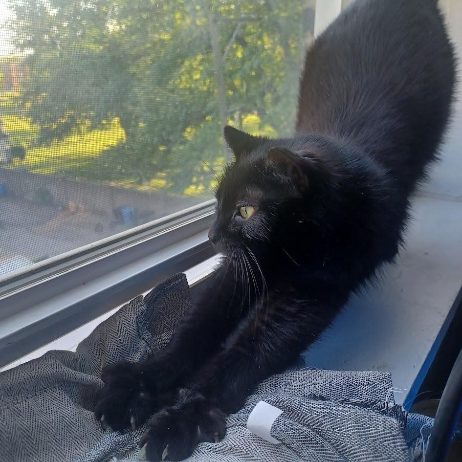 Crepe, a Adoptable Domestic Short Hair in Evanston, IL image 5/6