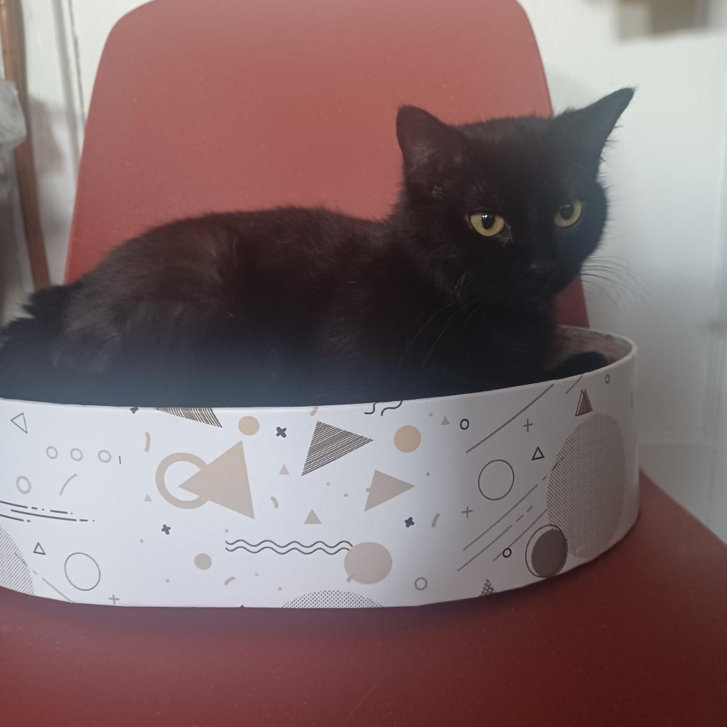 Crepe, a Adoptable Domestic Short Hair in Evanston, IL image 6/6