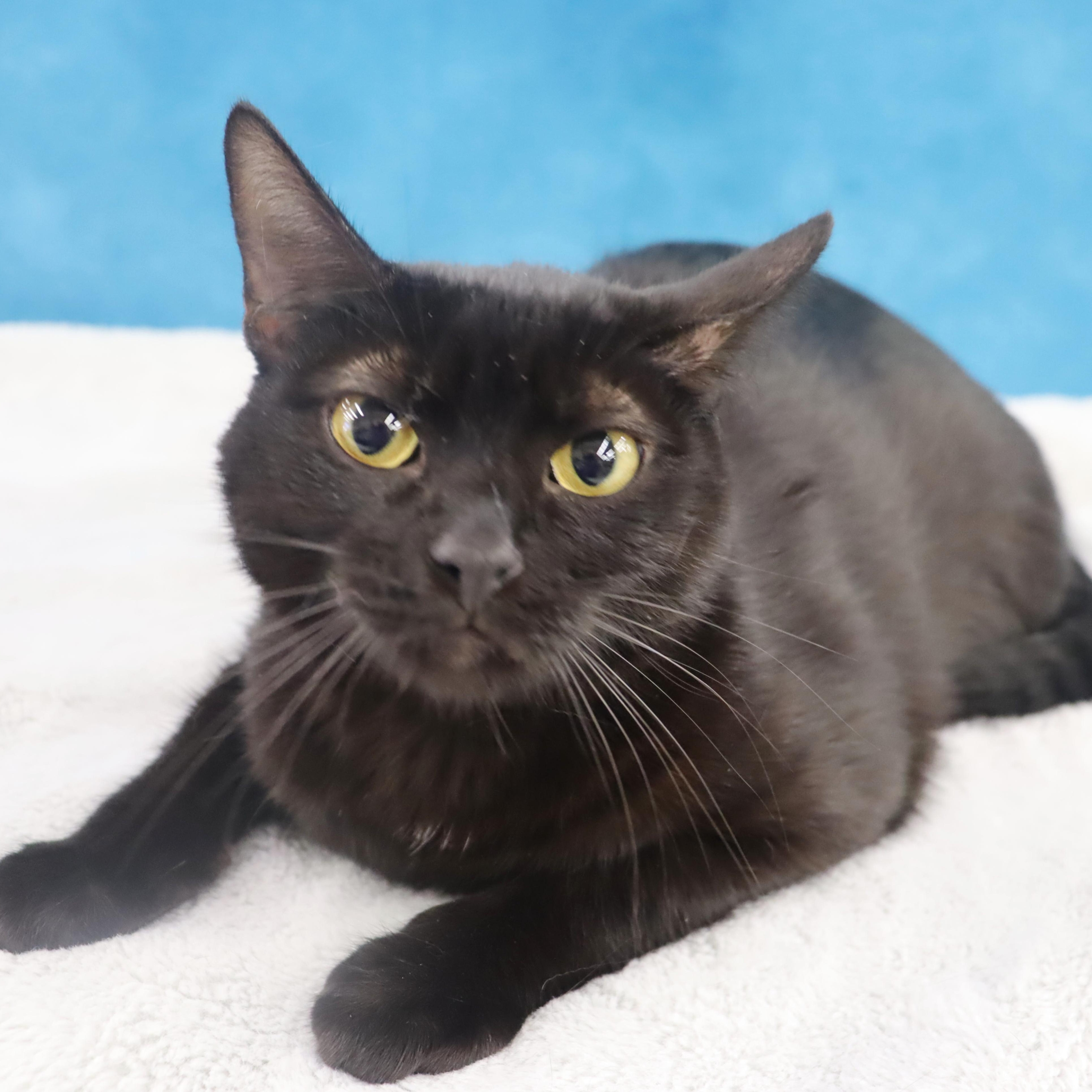 Enlarge Eclipse - Gentle boy looking for love, a Adoptable Domestic Short Hair in League City, TX image 4/6