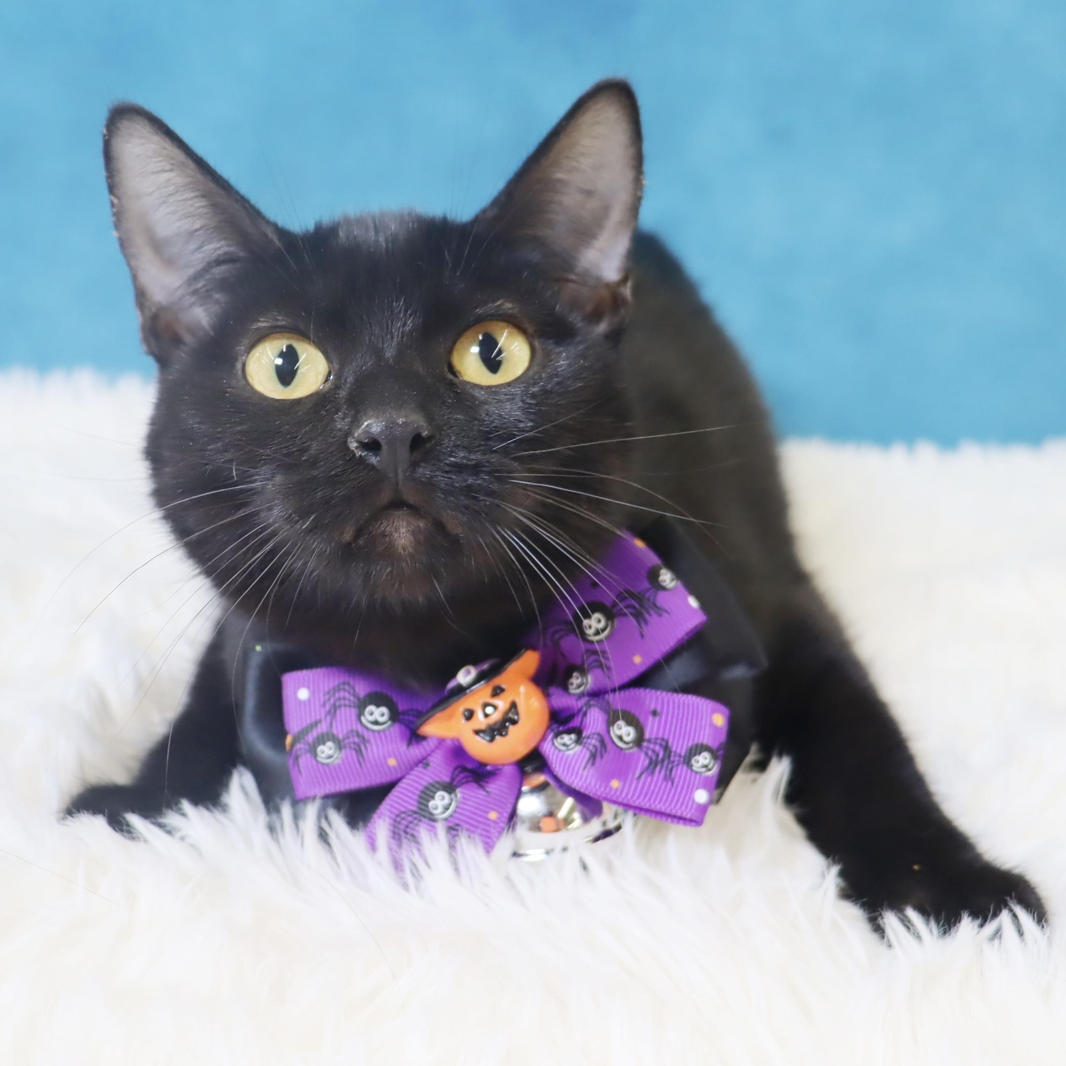 Eclipse, Adoptable, Young Male Domestic Short Hair.