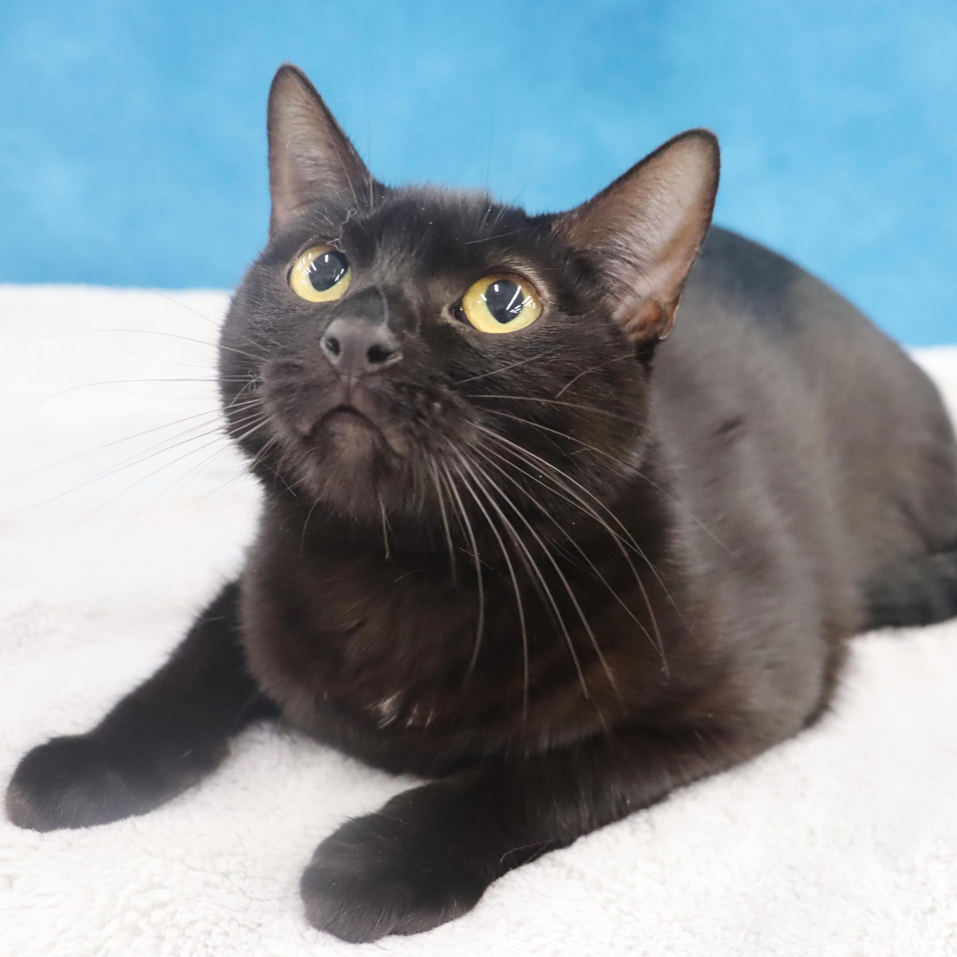 Enlarge Eclipse - Gentle boy looking for love, a Adoptable Domestic Short Hair in League City, TX image 5/6