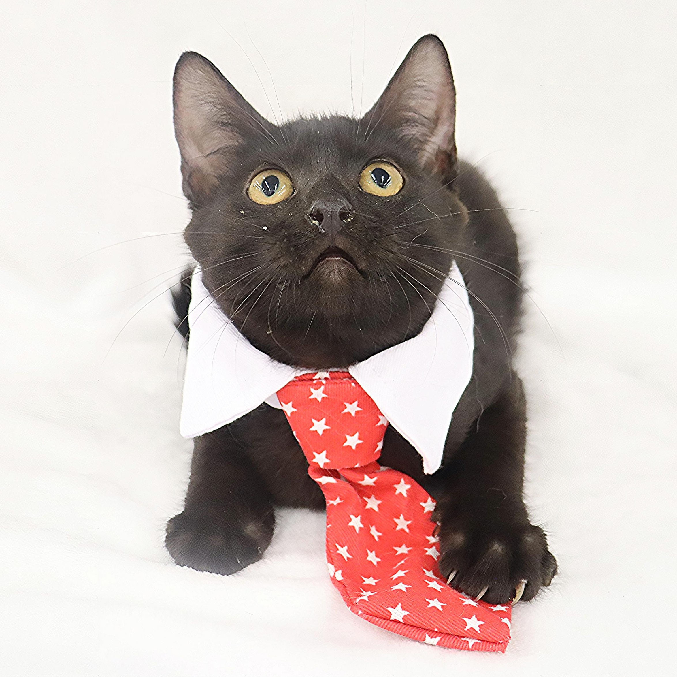 Eclipse, a Adoptable Domestic Short Hair in League City, TX image 5/6