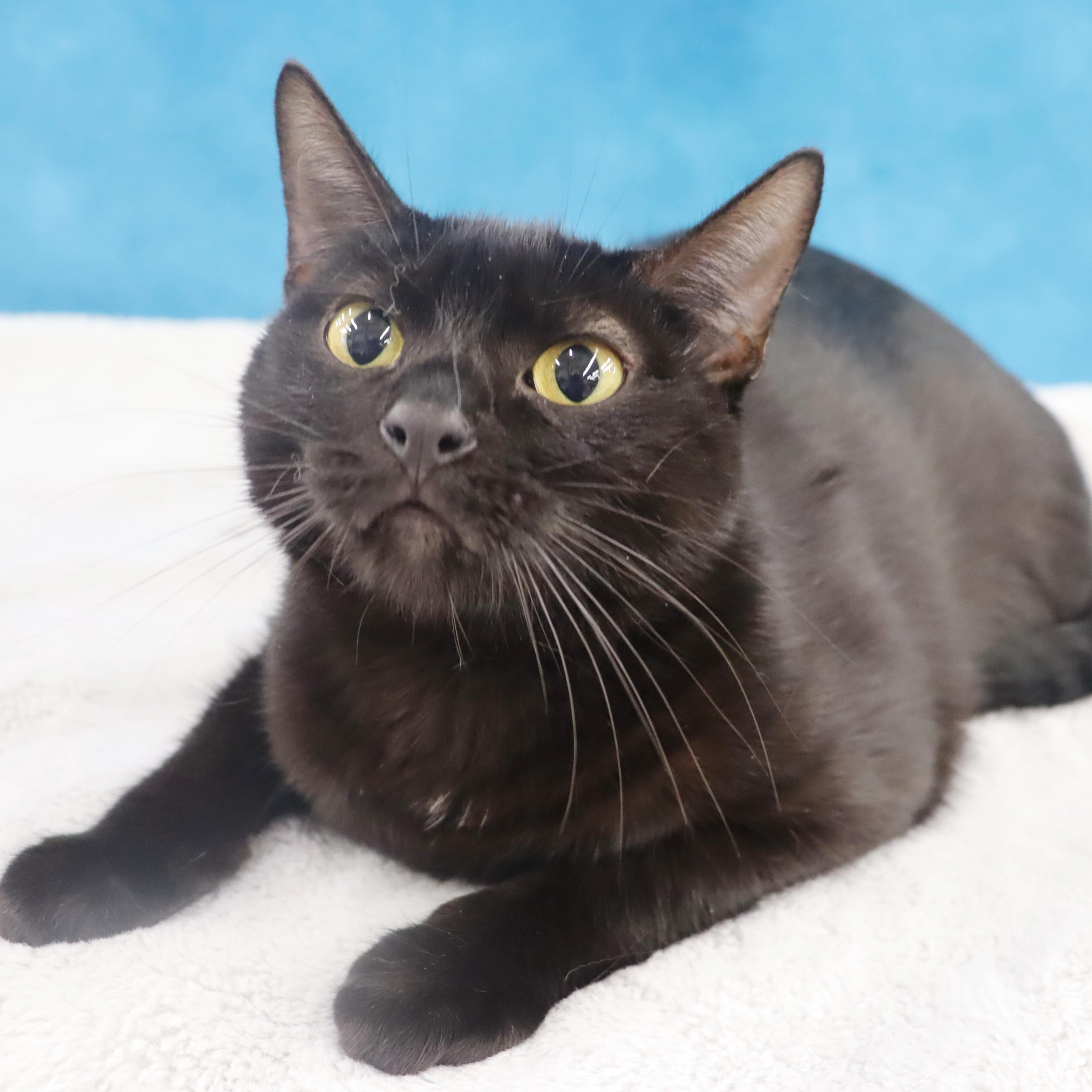 Enlarge Eclipse - Gentle boy looking for love, a Adoptable Domestic Short Hair in League City, TX image 3/6