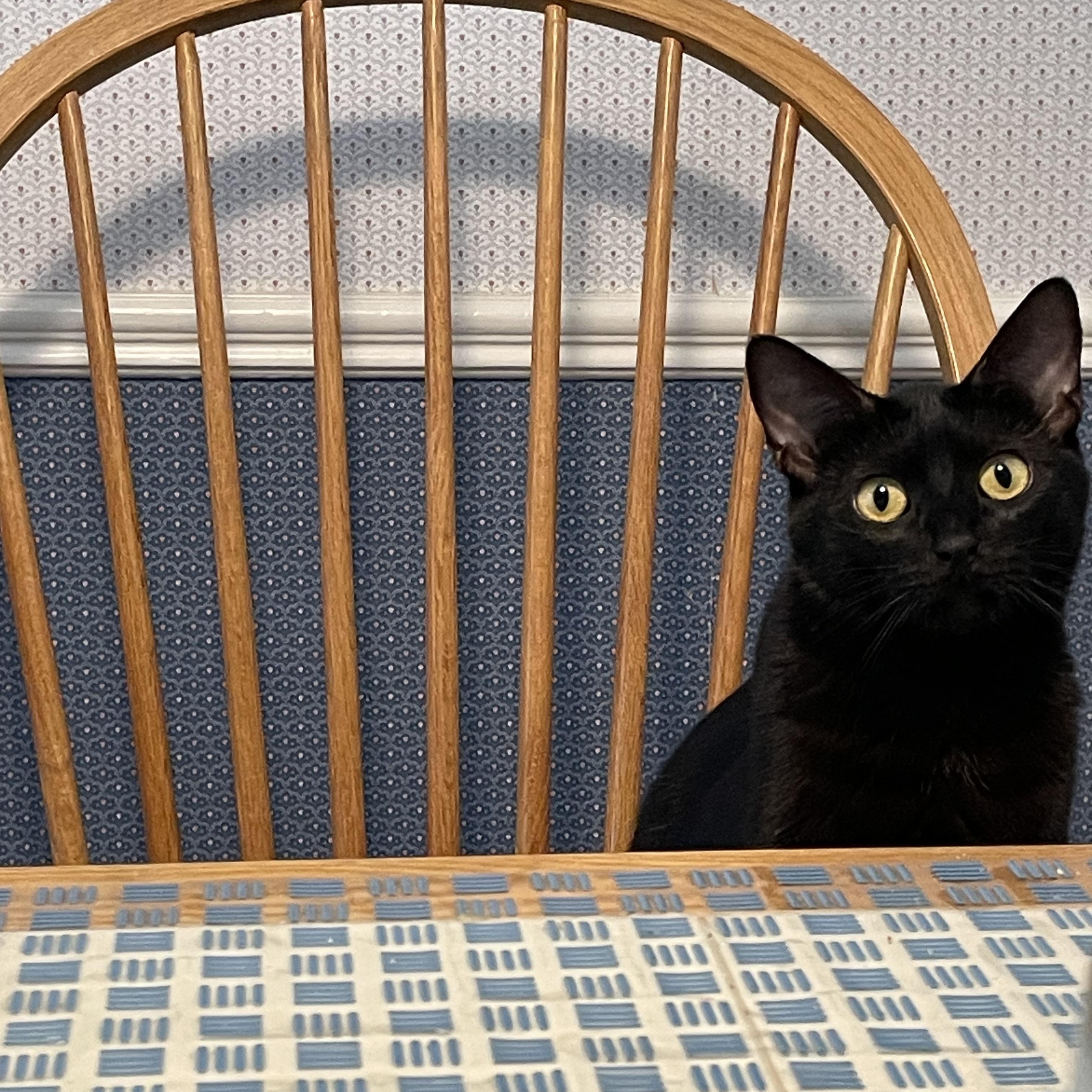 Enlarge Eclipse - Gentle boy looking for love, a Adoptable Domestic Short Hair in League City, TX image 2/6