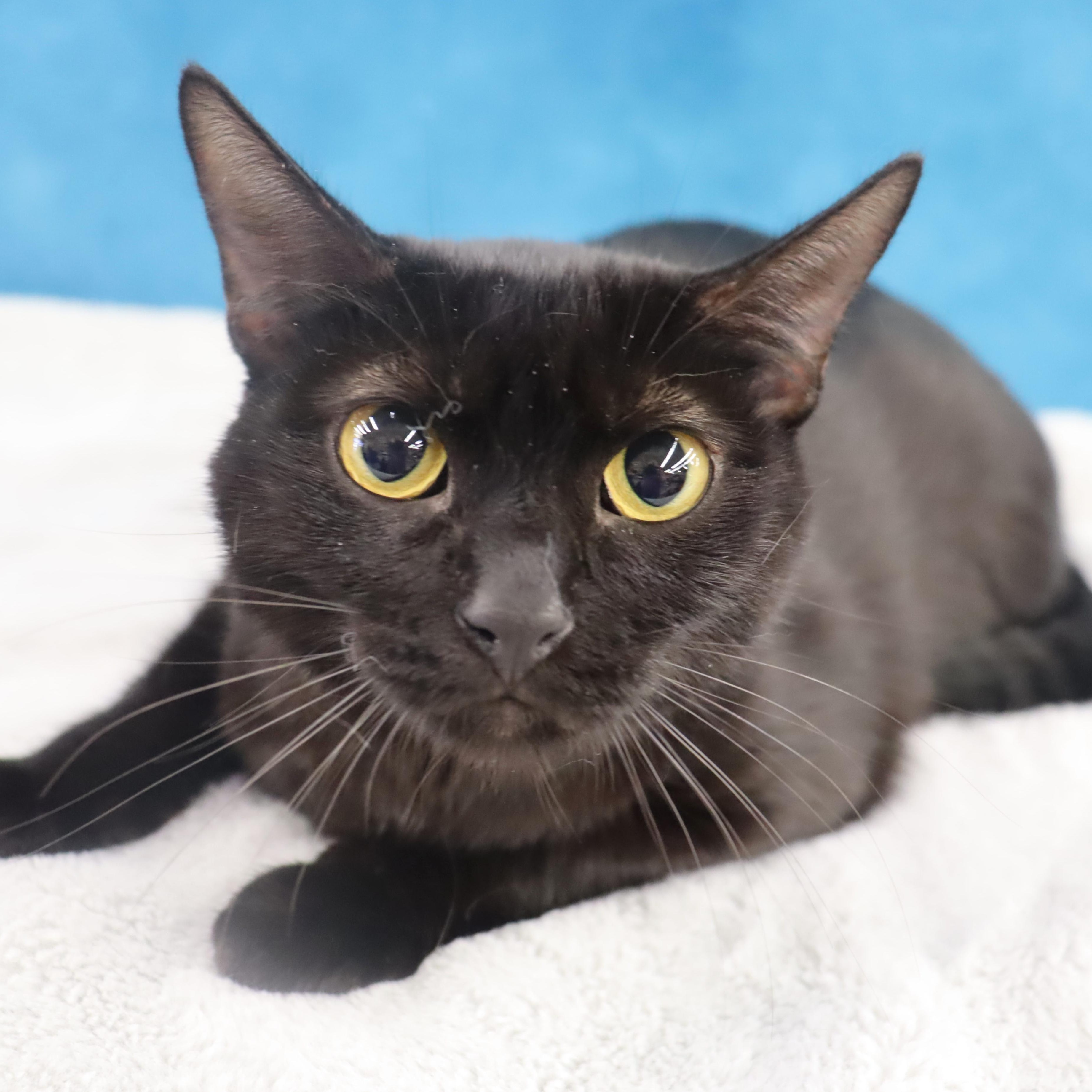 Enlarge Eclipse - Gentle boy looking for love, a Adoptable Domestic Short Hair in League City, TX image 1/6