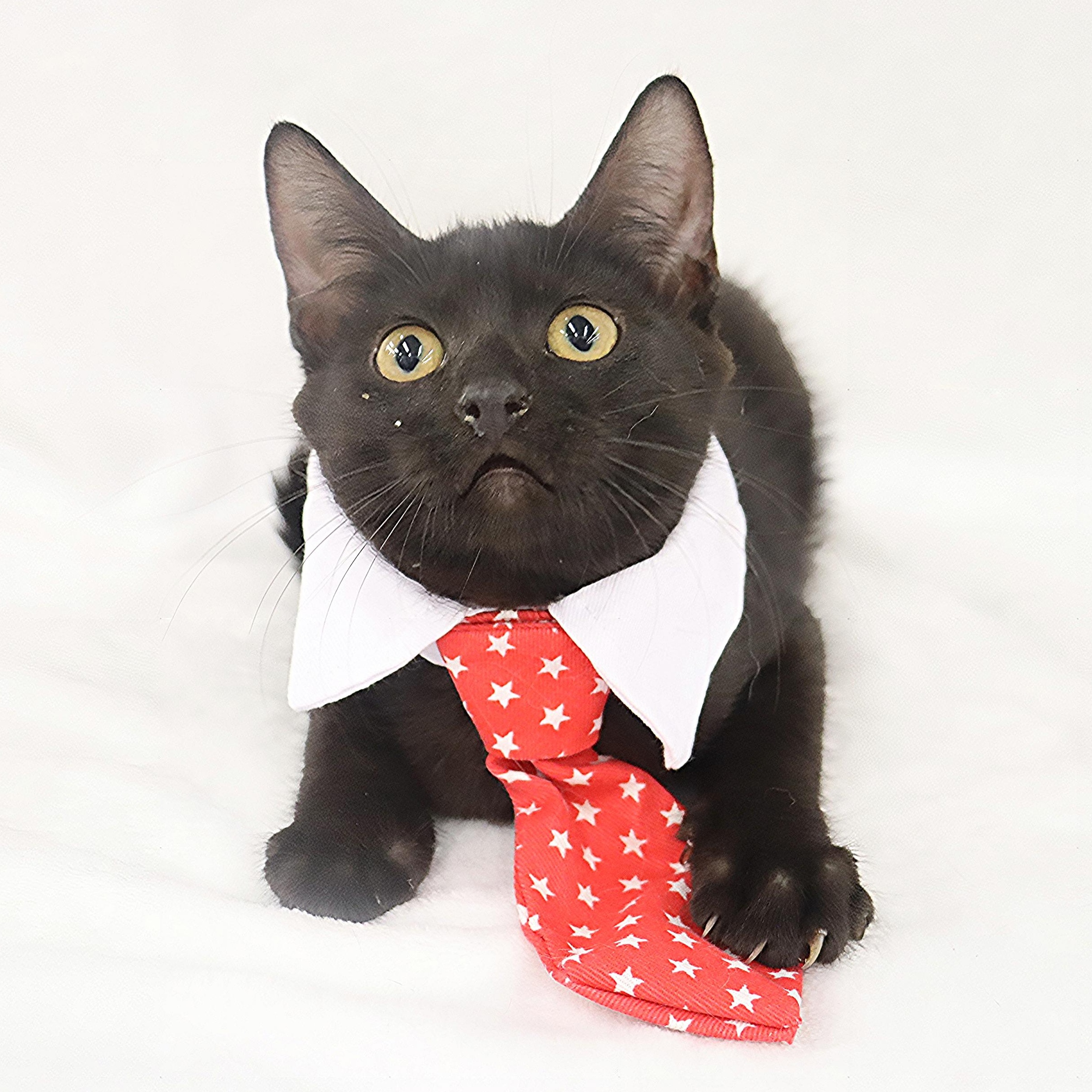 Eclipse, a Adoptable Domestic Short Hair in League City, TX image 6/6