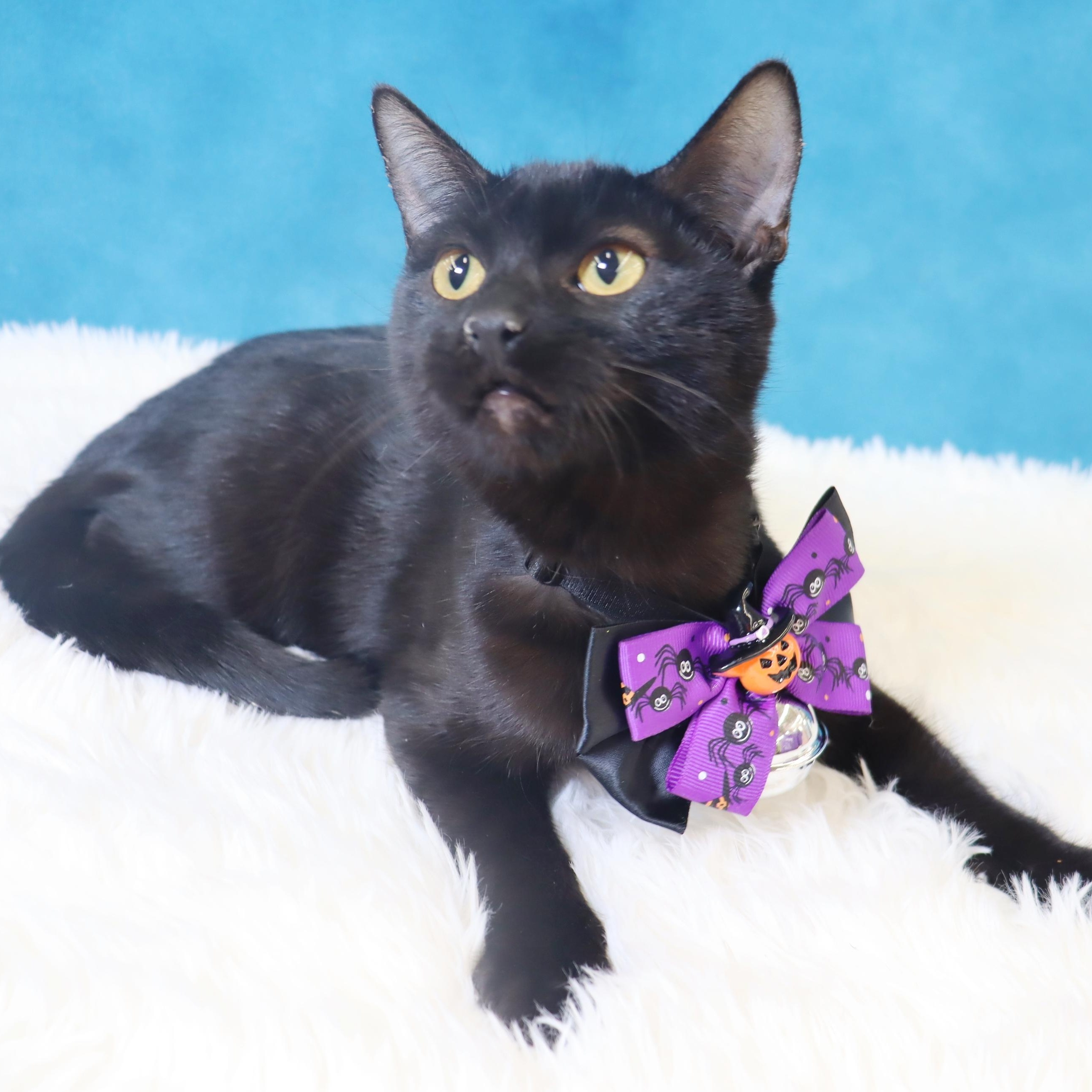 Eclipse, a Adoptable Domestic Short Hair in League City, TX image 2/6