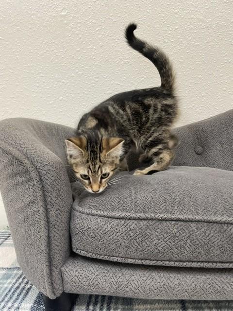 Enlarge Gazelle, a Adoptable Domestic Short Hair in Red Wing, MN image 3/4