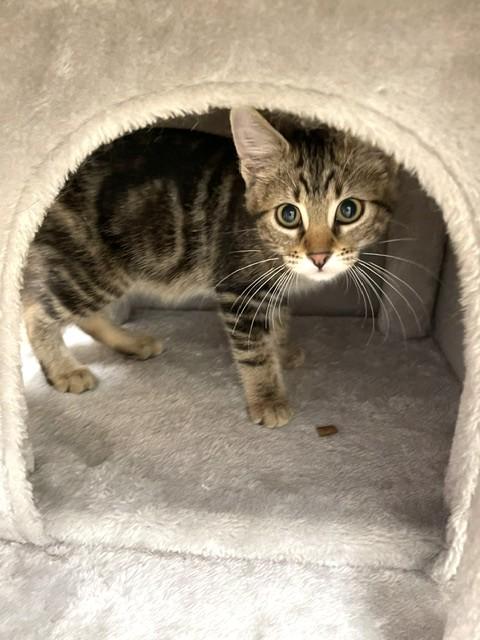 Enlarge Gazelle, a Adoptable Domestic Short Hair in Red Wing, MN image 2/4